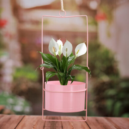 Rosé Charm Planter